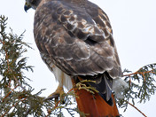 Redtail Hawk
