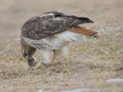 Redtail Hawk