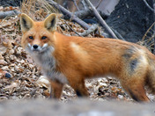 Red Fox
