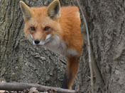 Red Fox
