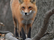 Red Fox