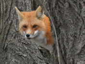 Red Fox