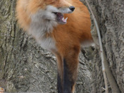 Red Fox