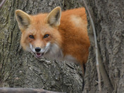 Red Fox