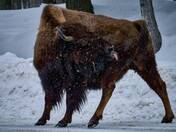 Bison posing.