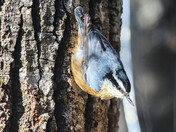 Red-breasted Nuthatch