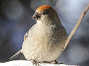 Pine Grosbeak