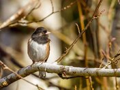 Light in the Darkness