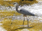 Heron catching a fish