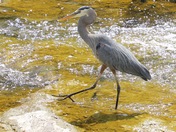 Heron catching a fish