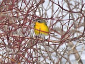 Yellow-breasted Chat