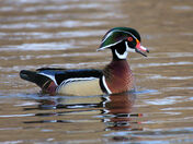 Wood Duck