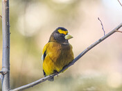 Evening Grosbeak