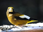 Evening Grosbeak
