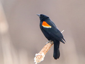 Red winged blackbird 