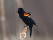 Red winged blackbird 
