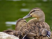 Relaxing by the river's edge