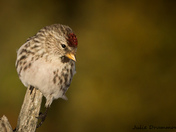 Redpoll
