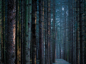 Little Red Riding Hood Wuz Here