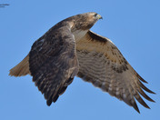 Redtail Hawk