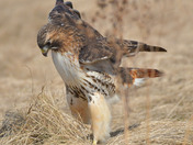 Redtail Hawk
