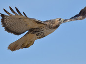 Redtail Hawk