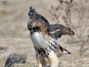 Redtail Hawk