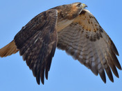 Redtail Hawk