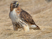 Redtail Hawk