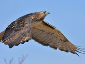 Redtail Hawk