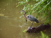 Blue Heron