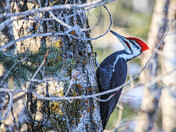 Pileated Woodpecker