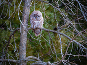 Barred Owl