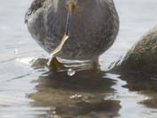 Purple Sandpiper