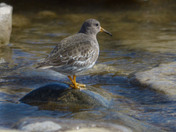 Purple Sandpiper