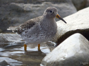 Purple Sandpiper