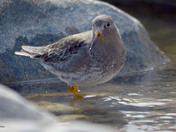 Purple Sandpiper