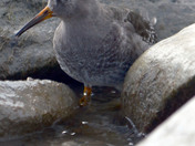 Purple Sandpiper