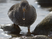 Purple Sandpiper
