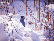 Blue Jay