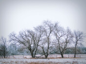 Winter Trees