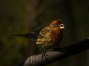 Backyard House Finch