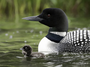 common loon 