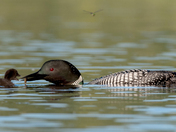 common loon 