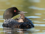 common loon 