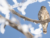 Portrait of a Merlin