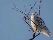 Snowy Owl