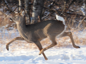 Deer in Flight