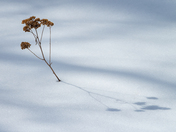 Long Shadow