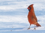 Cardinal on snow